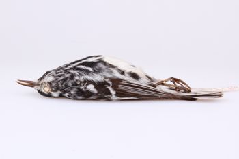 Media type: image;   Ornithology 208093 Description: Mniotilta varia;  Aspect: lateral